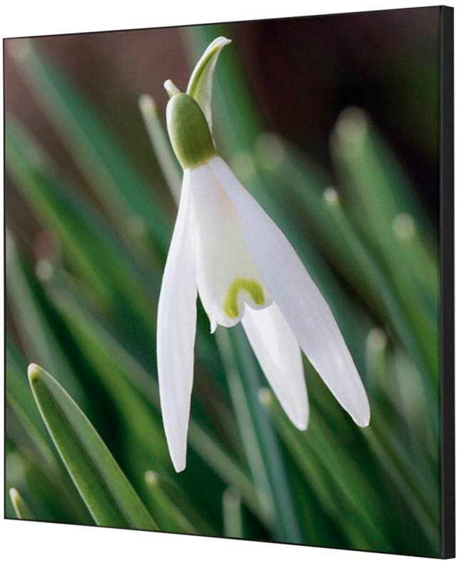 SHOWDOWN White Flower Textile Wall Decoration Multicolour Aluminium