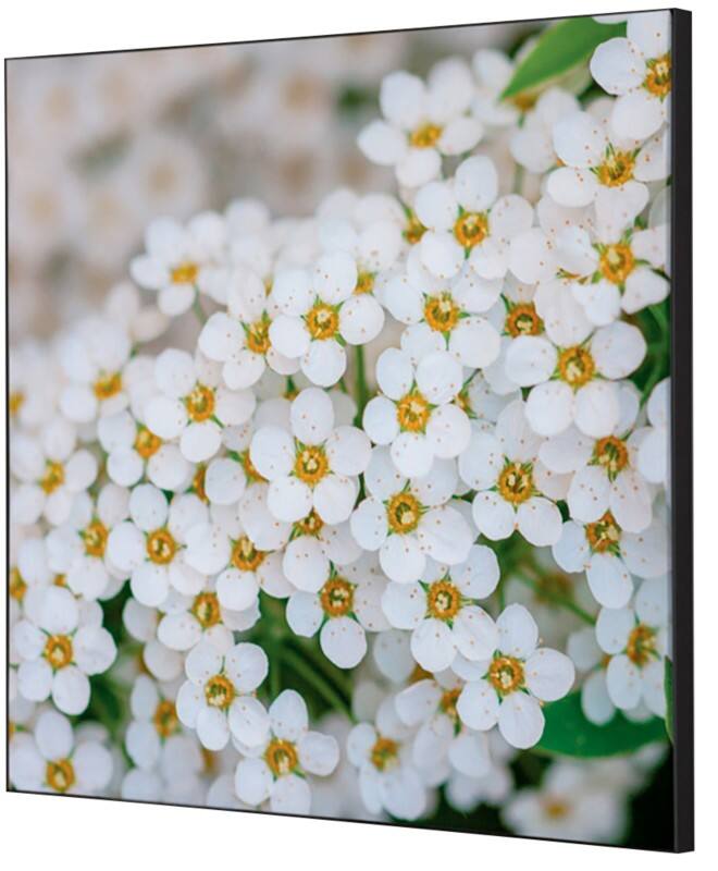 SHOWDOWN White Flower Textile Wall Decoration Multicolour Aluminium