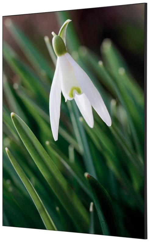 SHOWDOWN White Flower Textile Wall Decoration Multicolour Aluminium