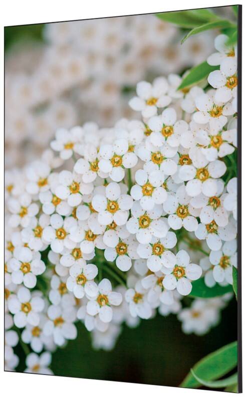 SHOWDOWN White Flower Textile Wall Decoration Multicolour Aluminium